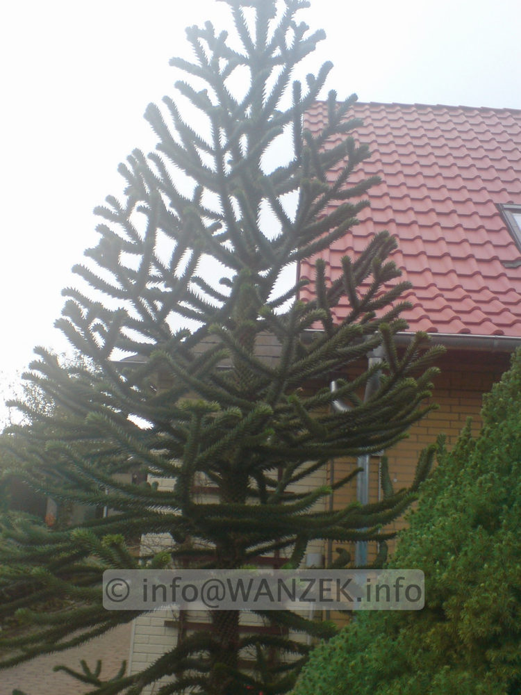 Araucaria araucana  Sol.jpg